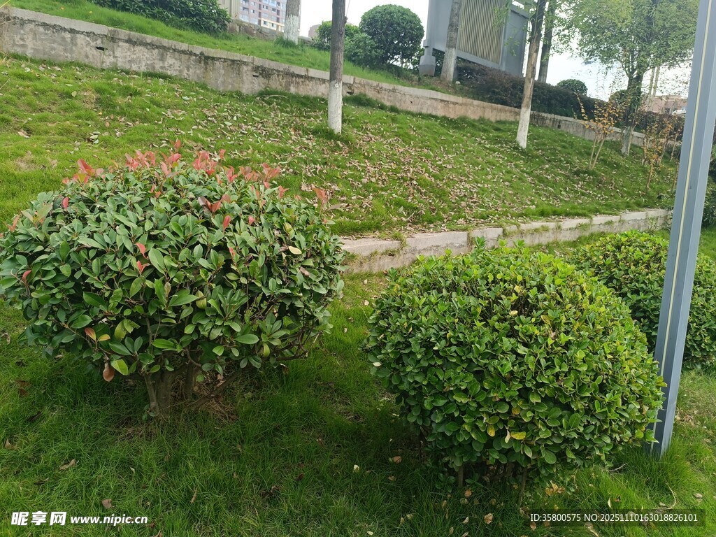 草坪上的修剪整齐绿植