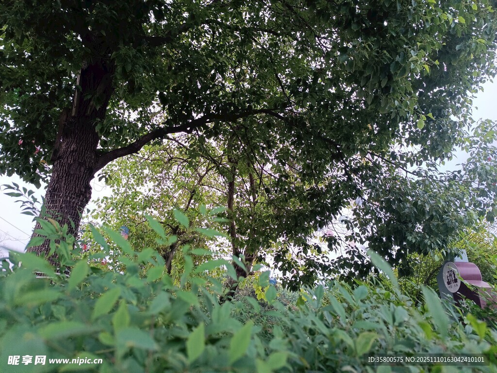 繁茂树林中的绿意景致