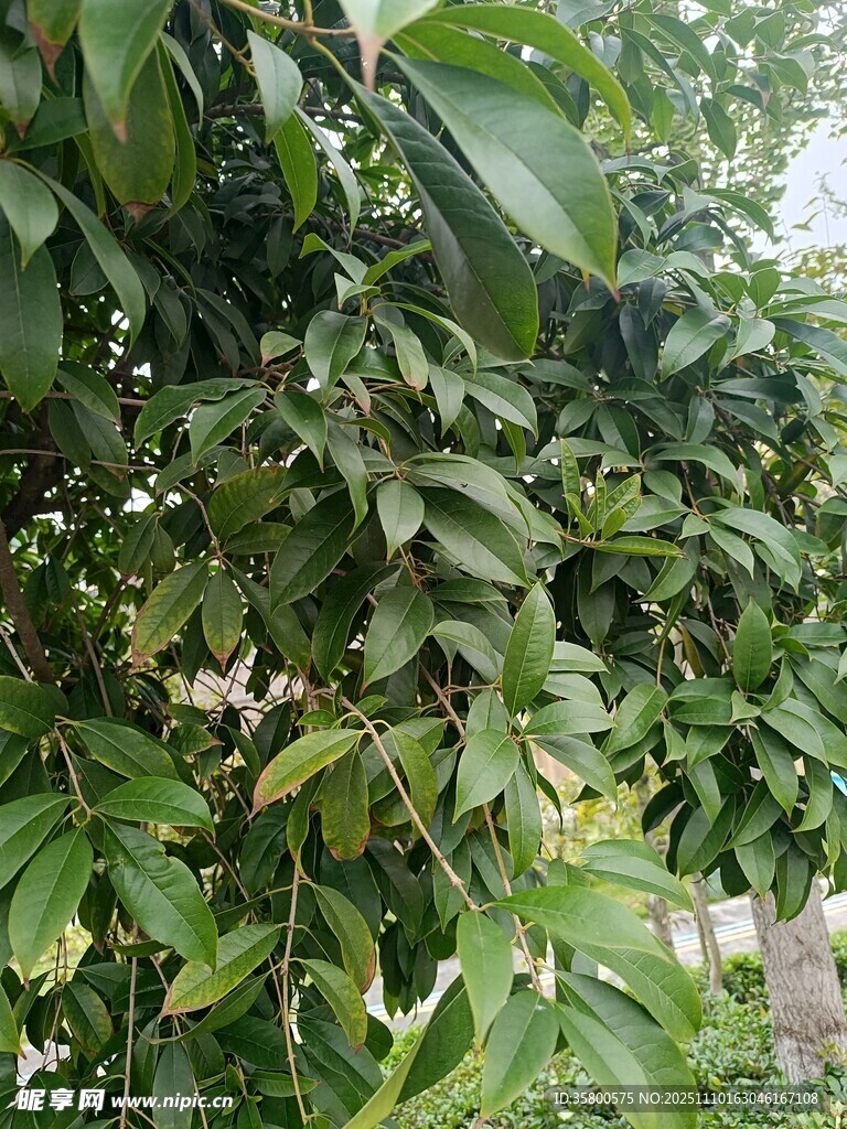 绿叶繁茂的植物景象