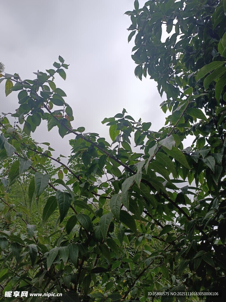 绿叶繁茂的自然景象