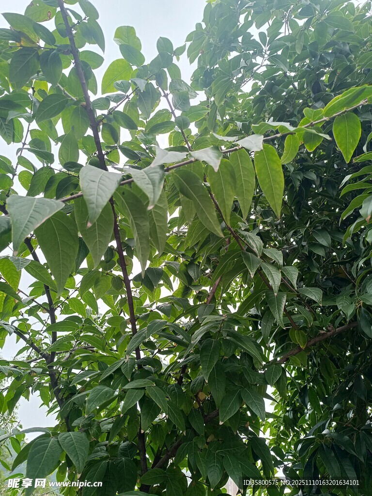 绿叶繁茂的树木景象