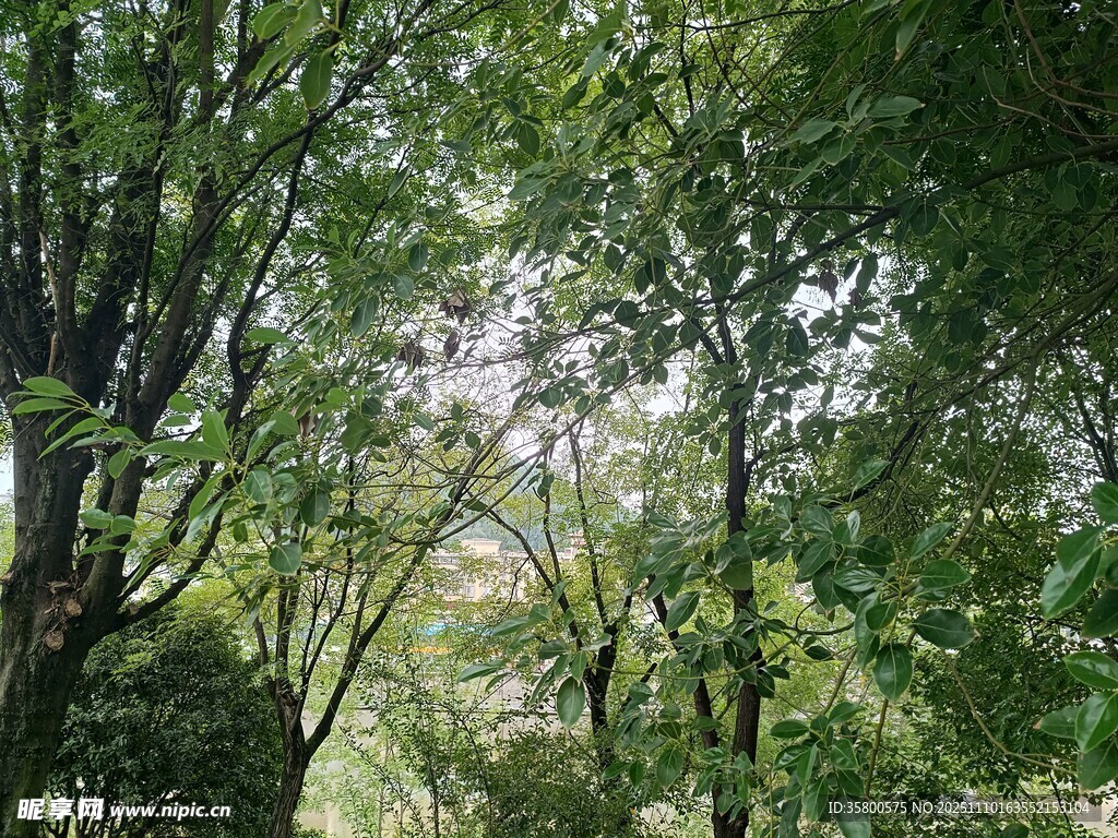 林间绿意盎然的繁茂树林