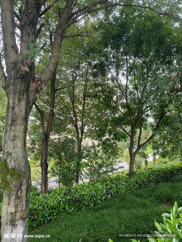 绿意盎然的树林景观