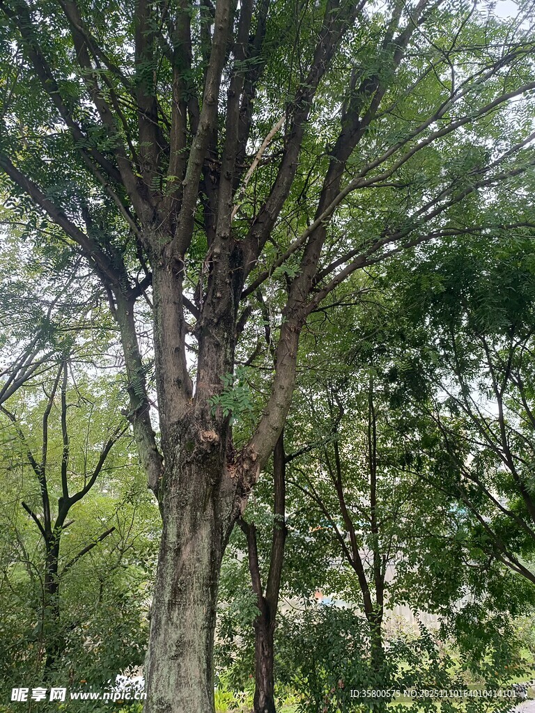 茂密树林中的高大树木