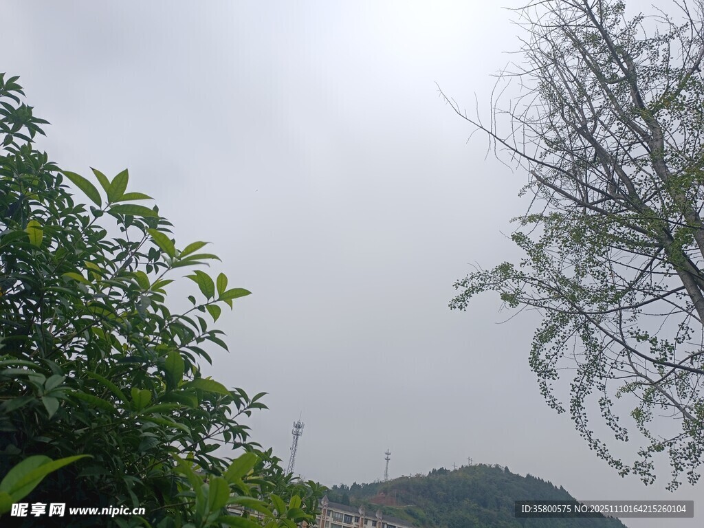 山林间朦胧天色与树木