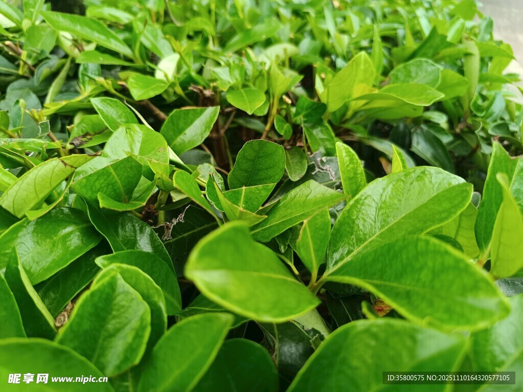 翠绿繁茂的绿植叶片