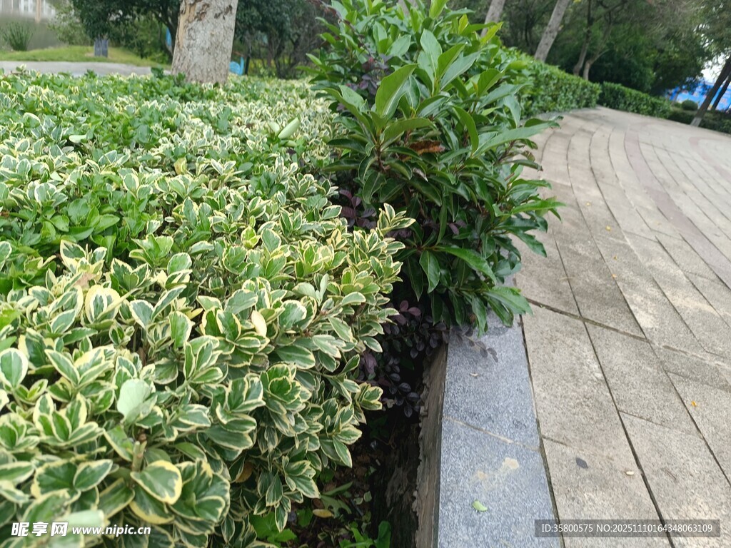 路边绿植景观