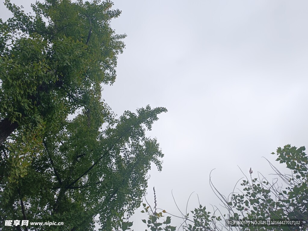 天空下的葱郁树木