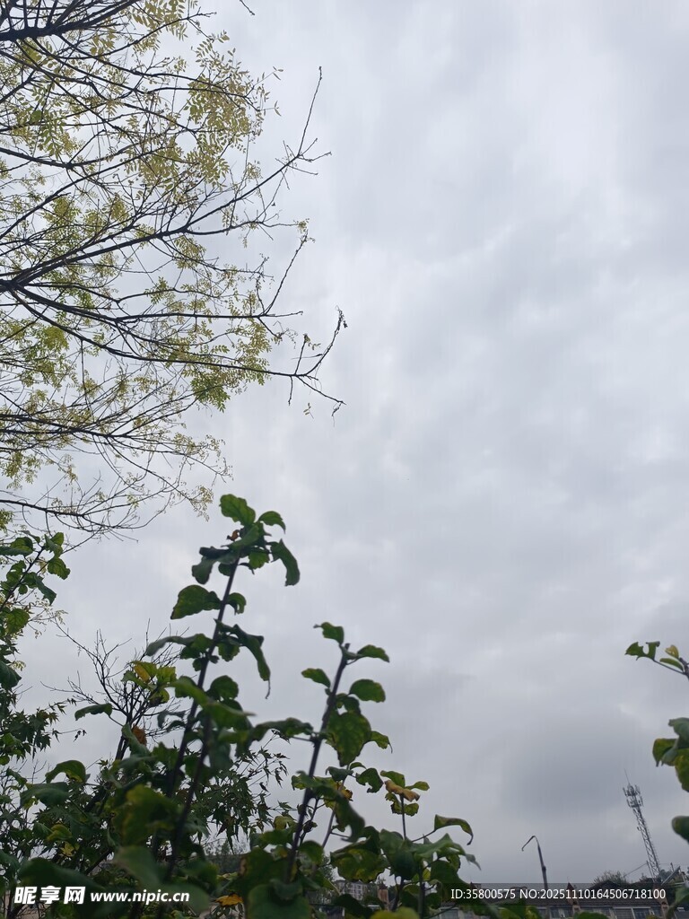 阴天中的枝叶