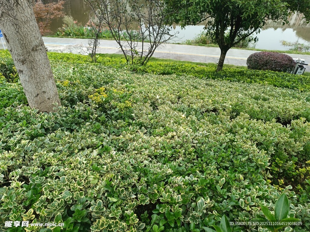 绿意盎然的低矮绿植景观