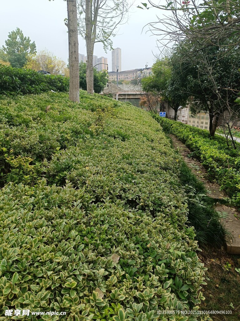 绿意盎然的园林景观