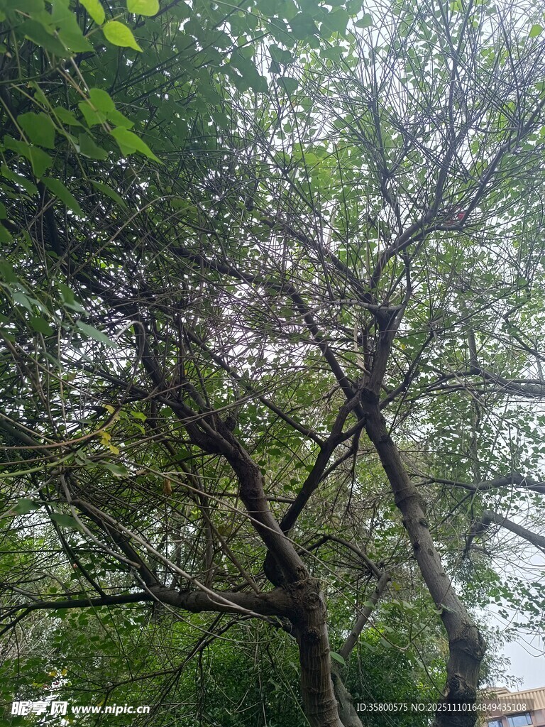 繁茂树枝下的绿意景致