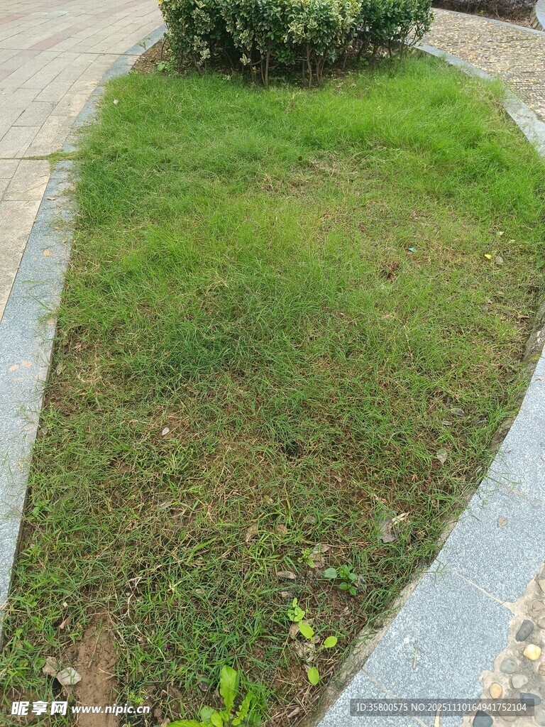路边绿化带草坪景观