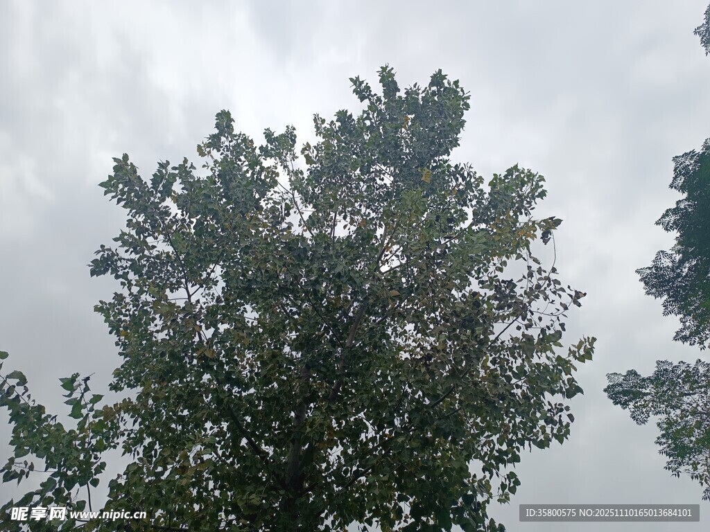 天空下的繁茂绿树