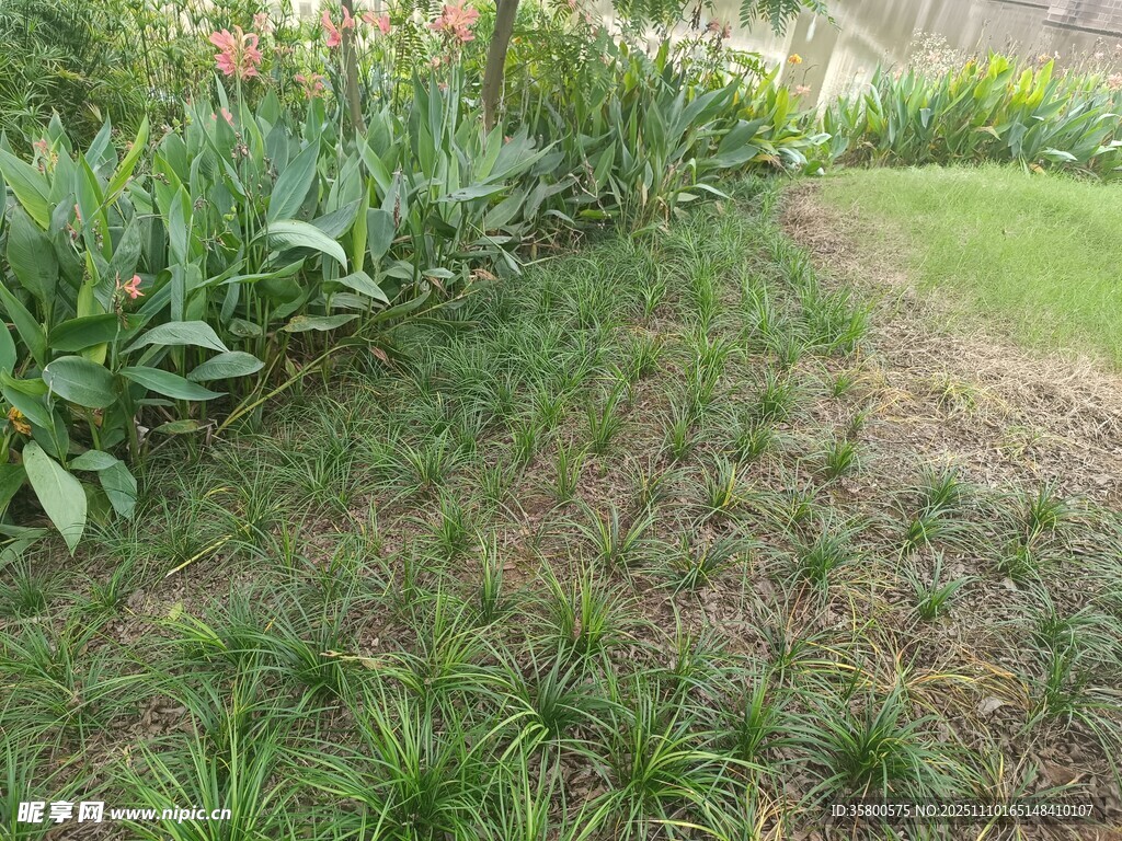 庭院草地绿植景观一角