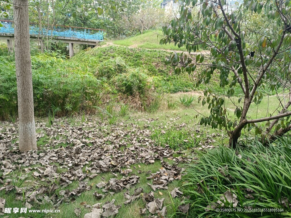 户外绿意盎然的自然景致