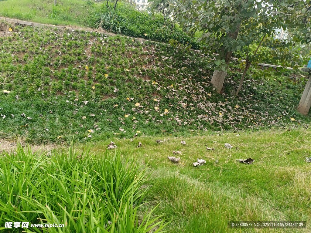 绿意盎然的户外草地景观