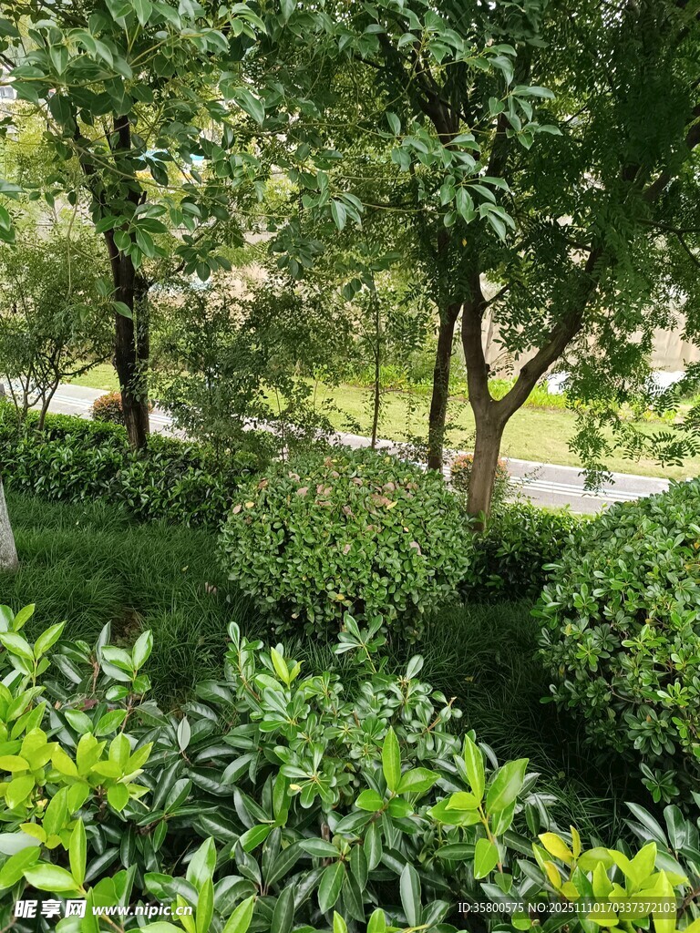 绿意盎然的园林景观