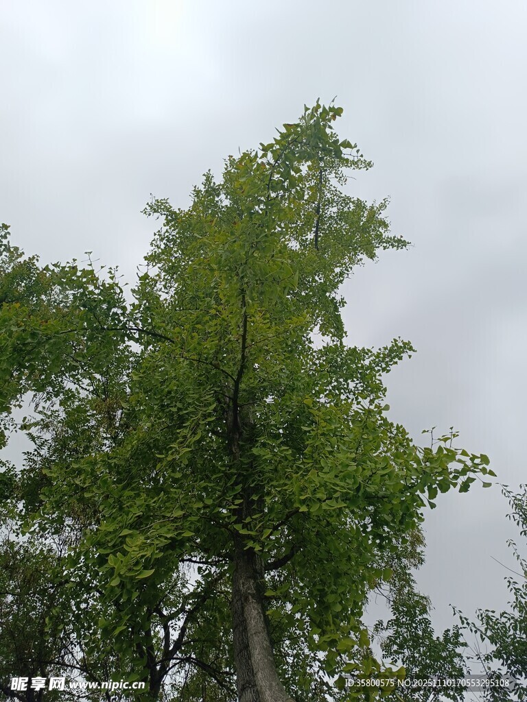 挺拔绿树映于灰白天空