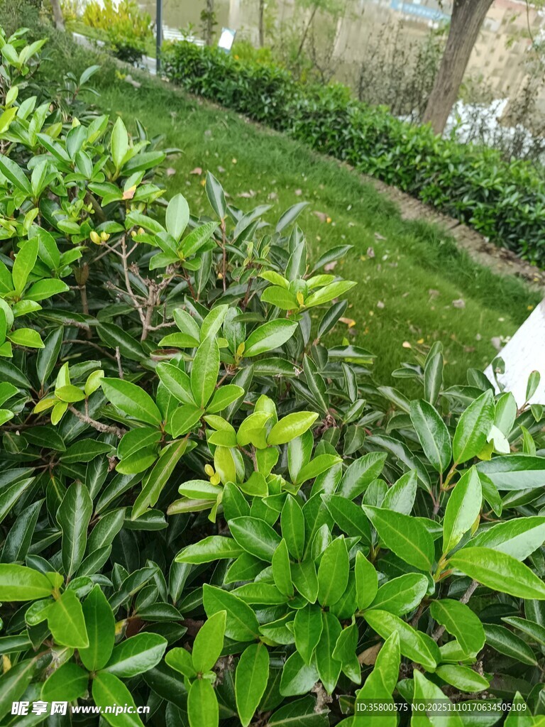 翠绿繁茂的园林绿植景观