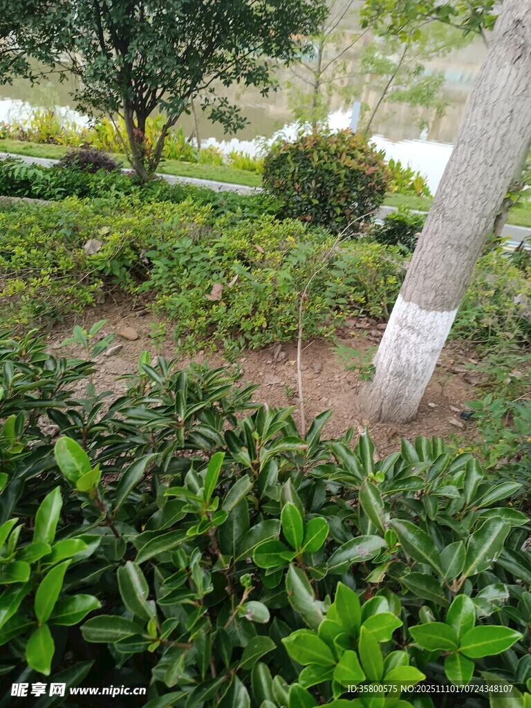 树下绿植景观