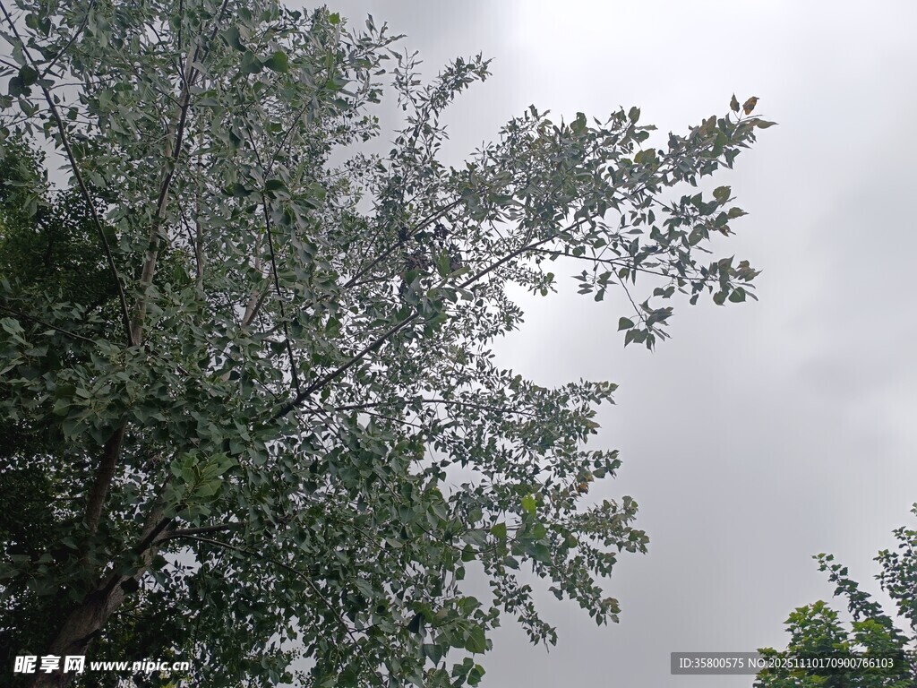 仰视绿树与灰白天空