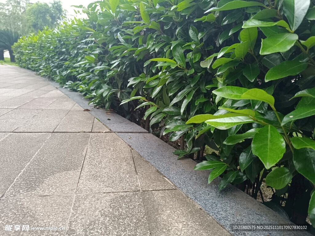 林荫小道旁的翠绿植物