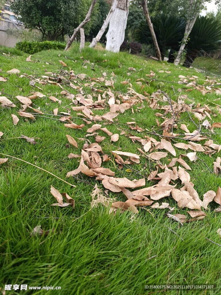 草地上散落的枯黄树叶