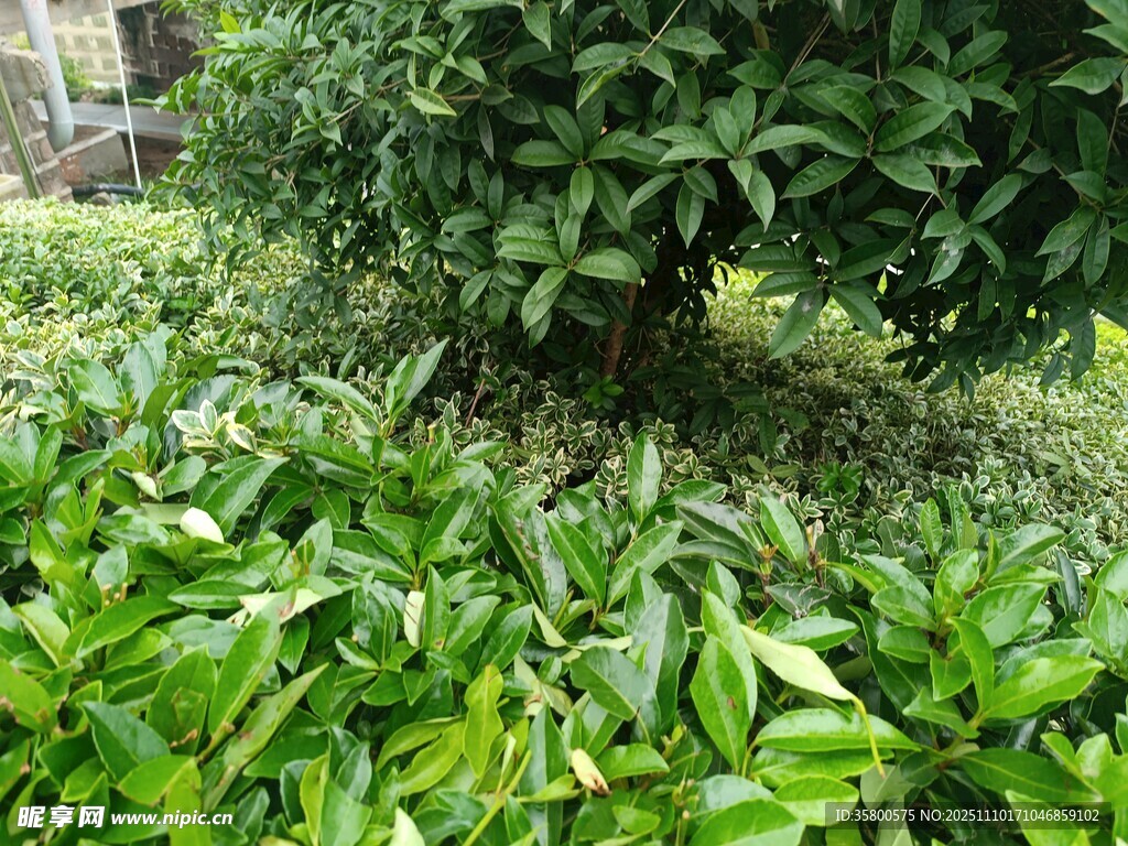 繁茂绿植景观