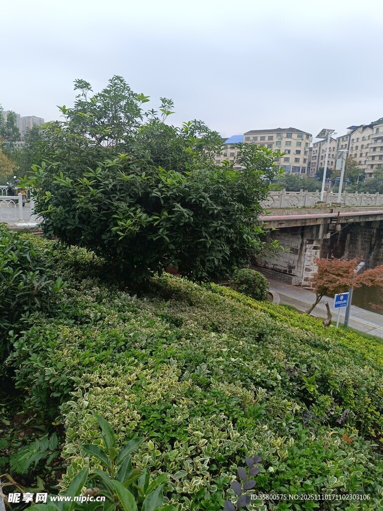 城市绿植景观与桥梁