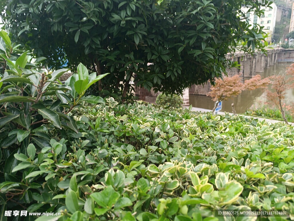 绿意盎然的户外植物景观