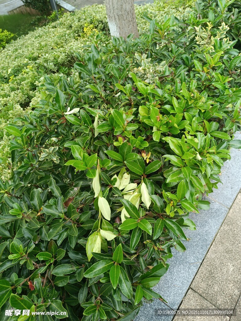 路边翠绿繁茂的灌木丛