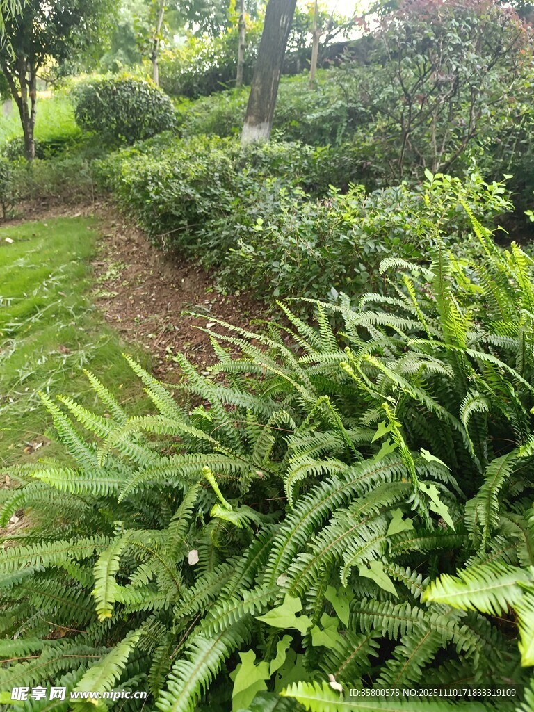 绿意盎然的园林小径