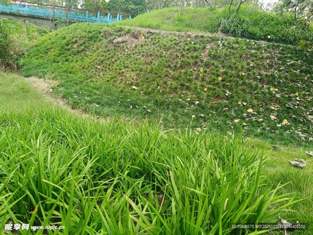 绿意盎然的草地与小径