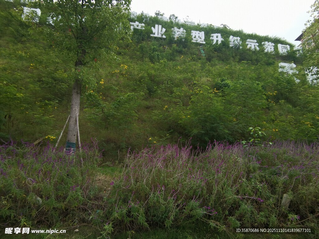 山坡绿植与高架景观