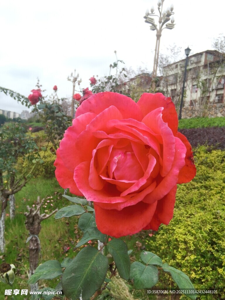 娇艳红玫瑰绽放于花园