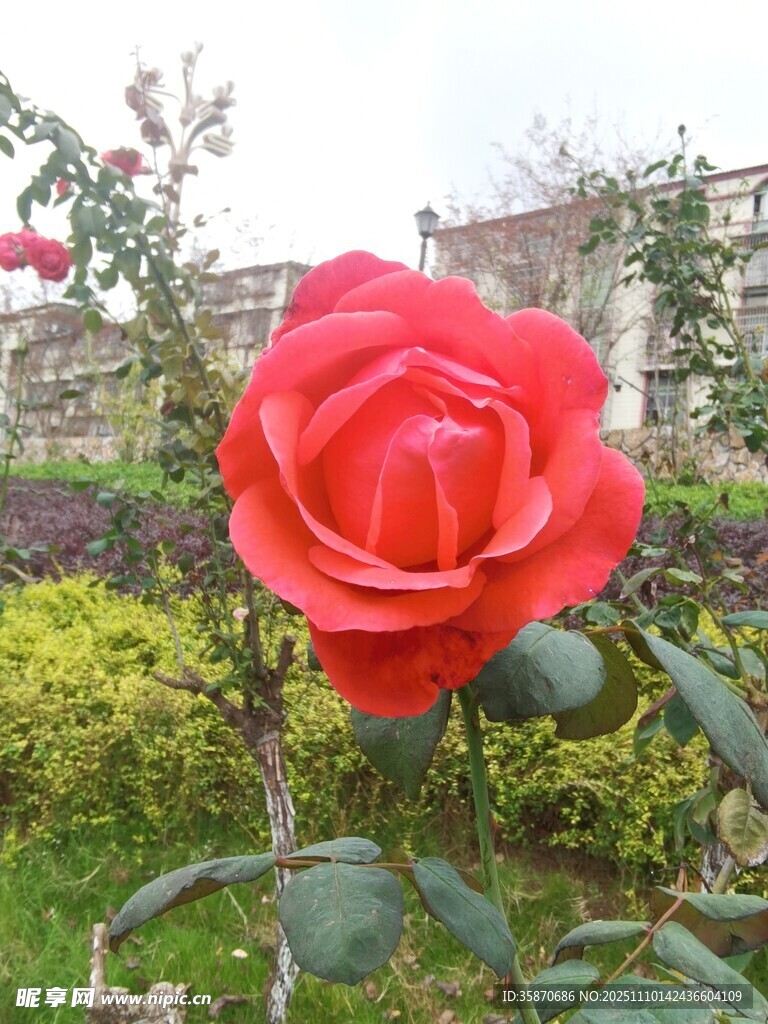 娇艳红玫瑰绽放于花园