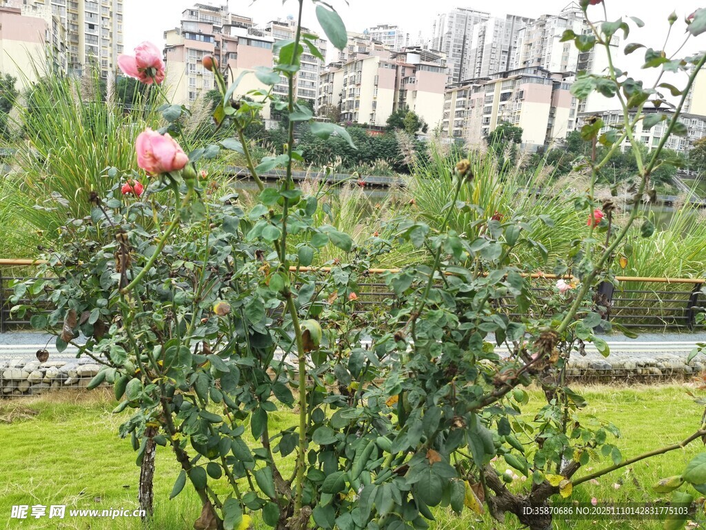 花园中绽放的娇艳月季花