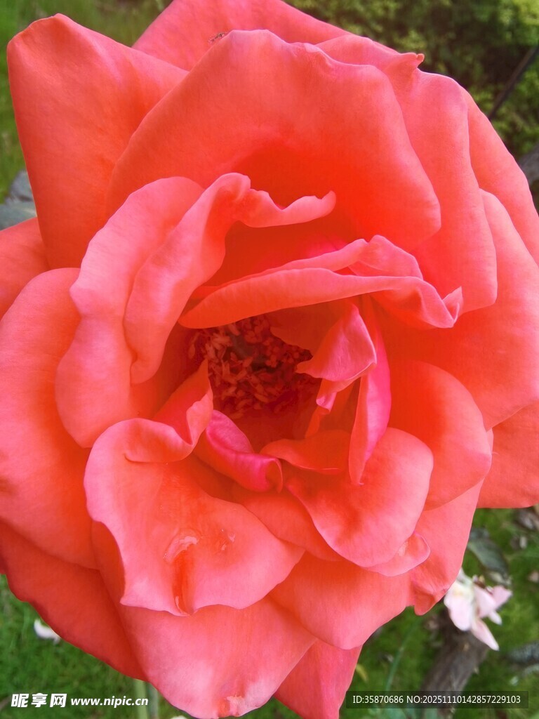 娇艳欲滴的粉红色月季花