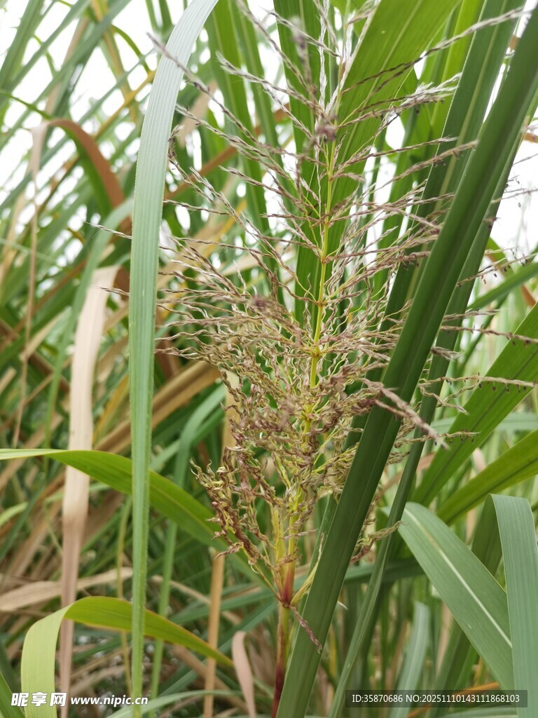田间生长的茂盛绿色植物