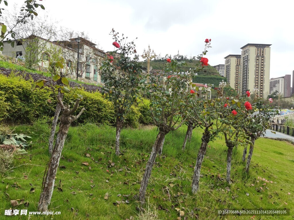 城市中葱郁的绿植景观