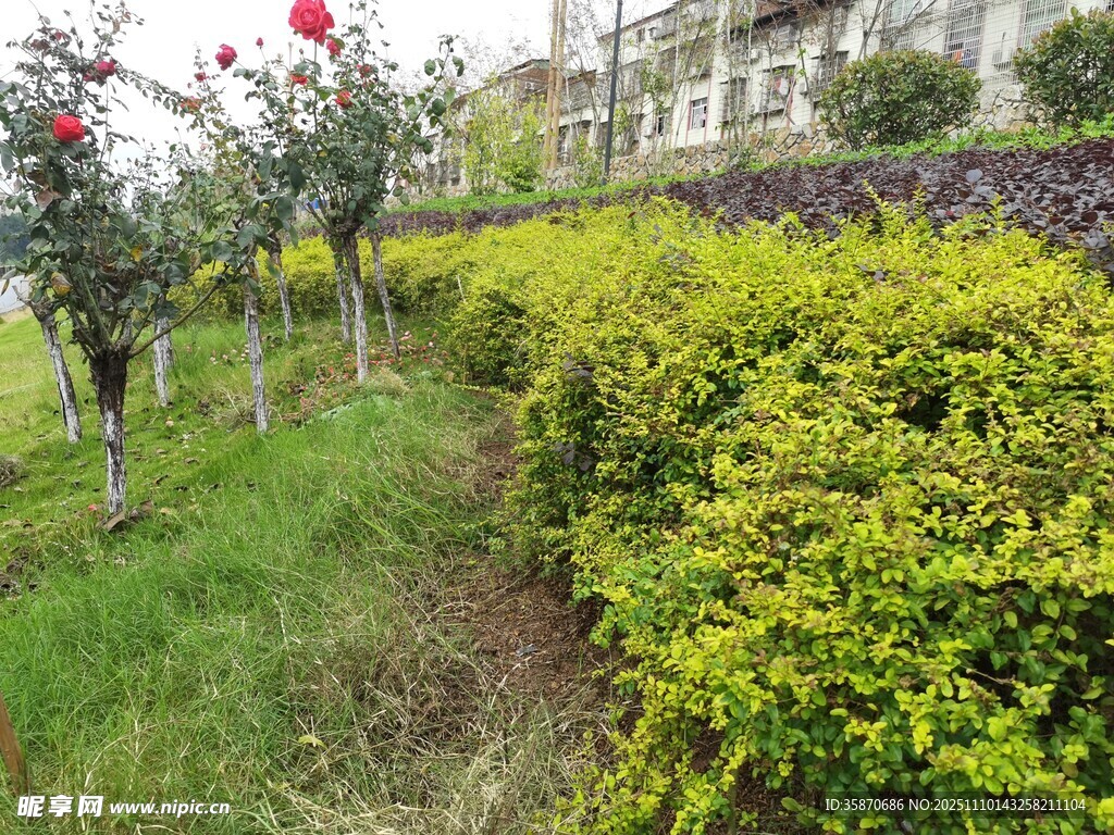 绿意盎然的花园景观