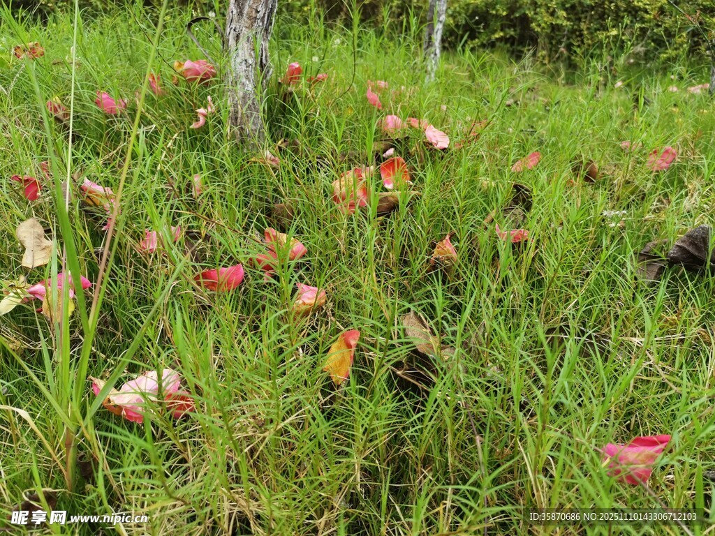 草地上的多彩蘑菇