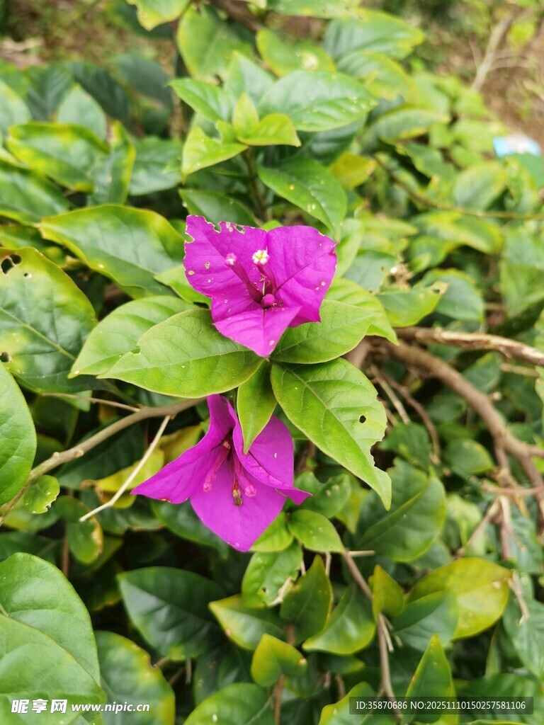 娇艳三角梅绽放绿叶间