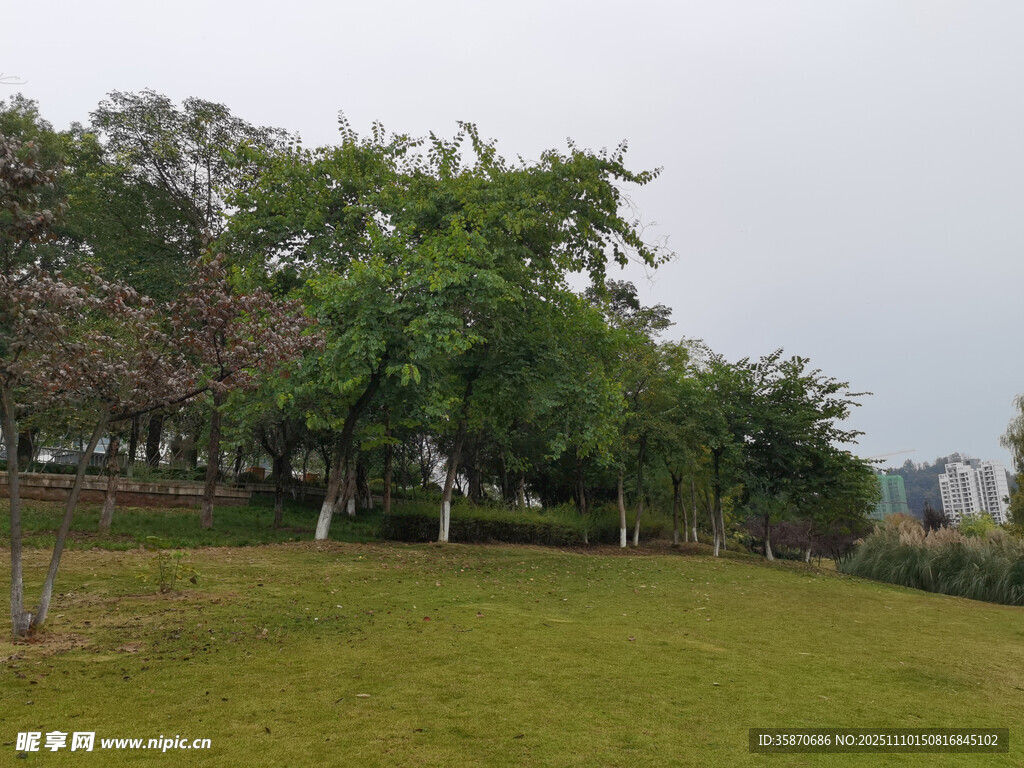 绿意盎然的户外草地景观