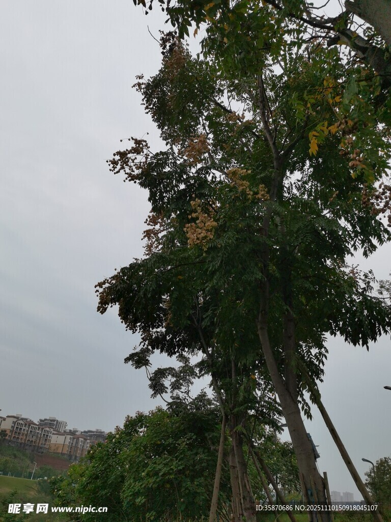 高大树木于朦胧天色下