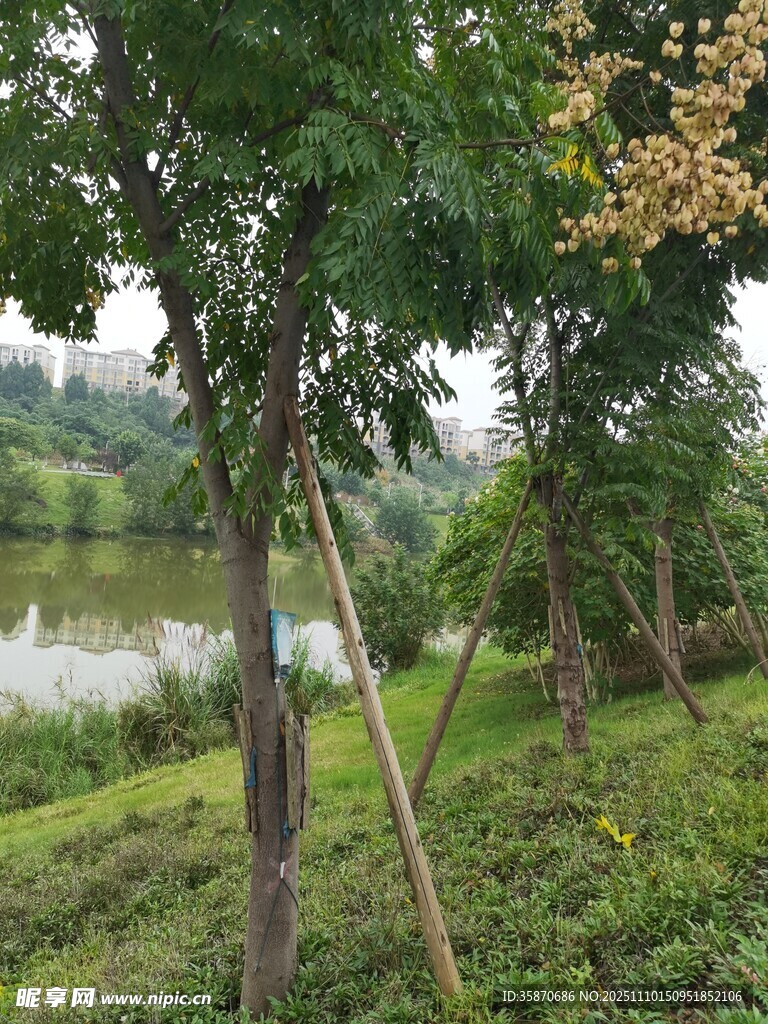 湖畔绿树成荫的自然景致