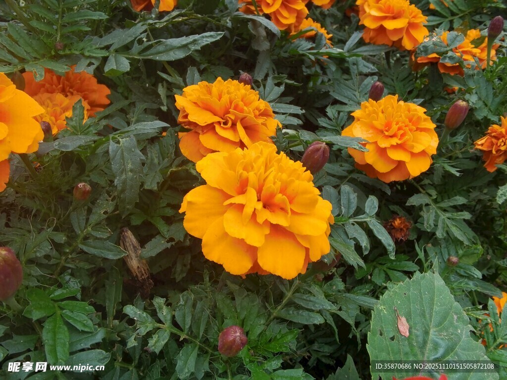 鲜艳橙色万寿菊绽放