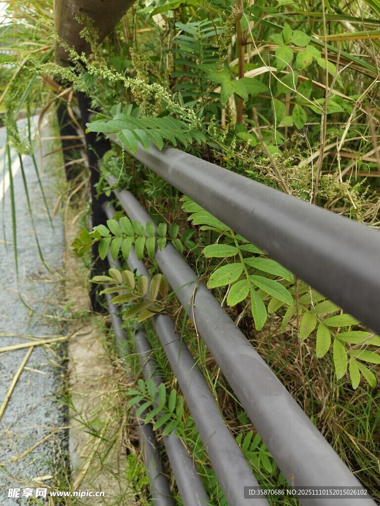 水边绿植旁的黑色长条物体