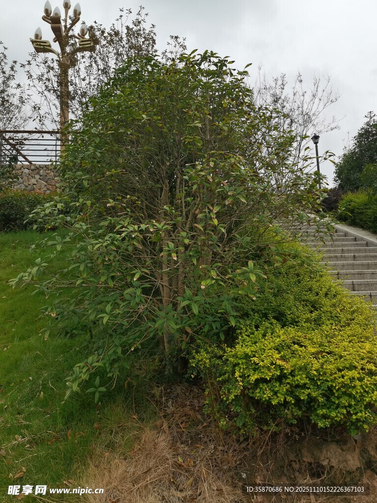 户外绿植与石阶景致